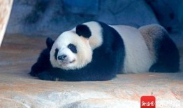 海南动物园爆料视频最新,神秘动物亮相，揭秘热带雨林奇观