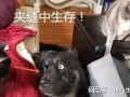 狗子今日爆料最新消息,最新热点事件深度解析