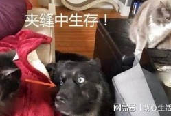 狗子今日爆料最新消息,最新热点事件深度解析